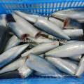High Quality Frozen Cleaned Hgt Pacific Mackerel